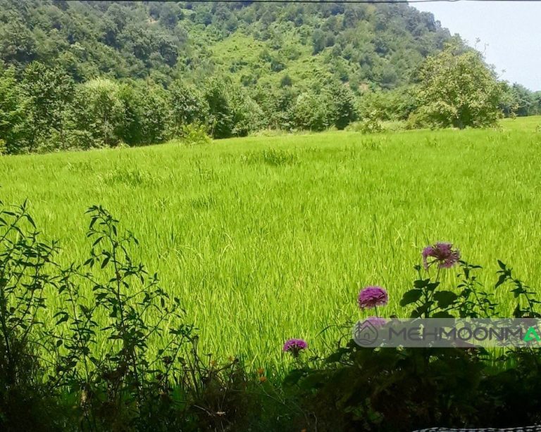 ویلای جنگلی حافظ دوست