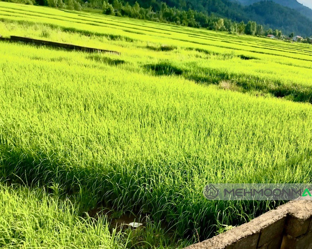 ویلایی با ویو جنگلی و شالیزار