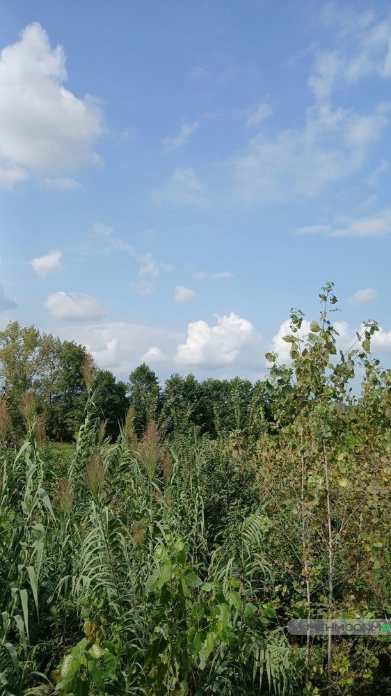 کلبه دیار